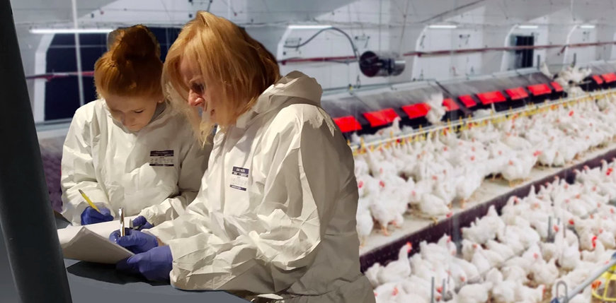 MEATQUALITY RESEARCH WITH MAREL PARTICIPATION